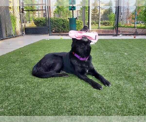 Medium Photo #7 German Shepherd Dog-Unknown Mix Puppy For Sale in Elk Grove, CA, USA