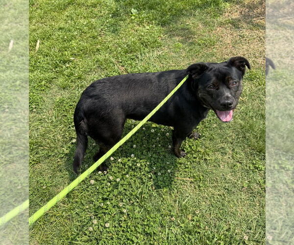 Medium Photo #3 Labrador Retriever-Unknown Mix Puppy For Sale in Evansville, IN, USA