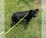 Small #2 Labrador Retriever Mix