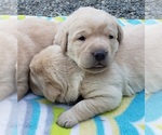 Small #29 Labrador Retriever