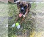 Small #1 Boxer
