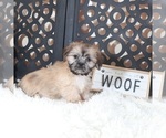 Small #4 Shih Tzu