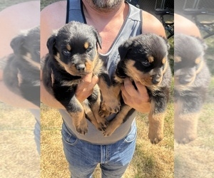 Rottweiler Puppy for sale in TURNER, OR, USA