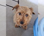 Small #3 Mutt