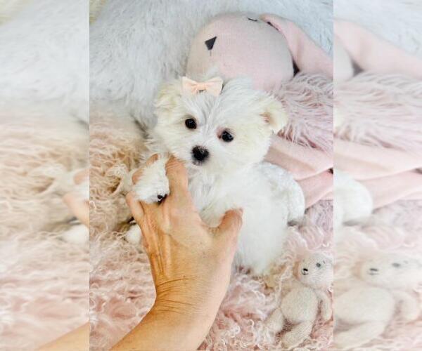 Medium Photo #4 Maltese Puppy For Sale in PEMBROKE PINES, FL, USA