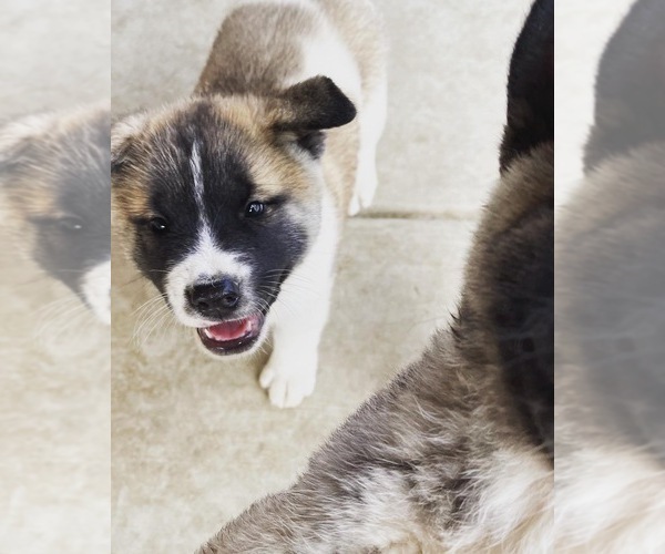 Medium Photo #6 Akita-Alusky Mix Puppy For Sale in SAN JACINTO, CA, USA