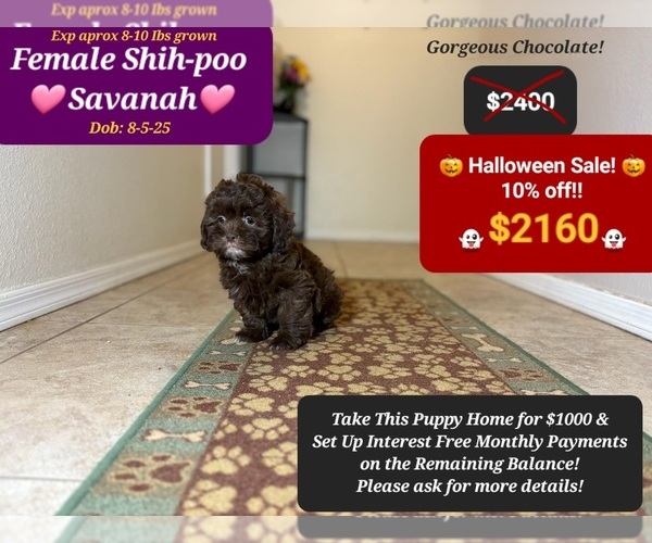 Medium Photo #1 ShihPoo Puppy For Sale in TUCSON, AZ, USA