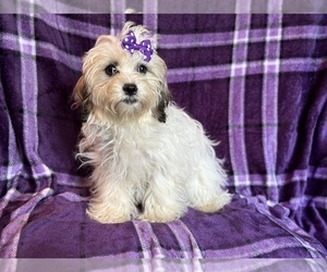 Zuchon Puppy for sale in LAKELAND, FL, USA