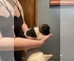 Small Photo #2 Akita Puppy For Sale in CHESAPEAKE, OH, USA