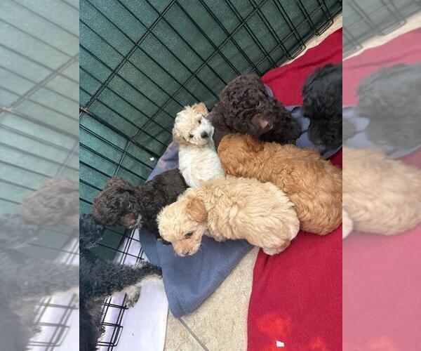 Medium Photo #4 Poodle (Toy) Puppy For Sale in TUCSON, AZ, USA