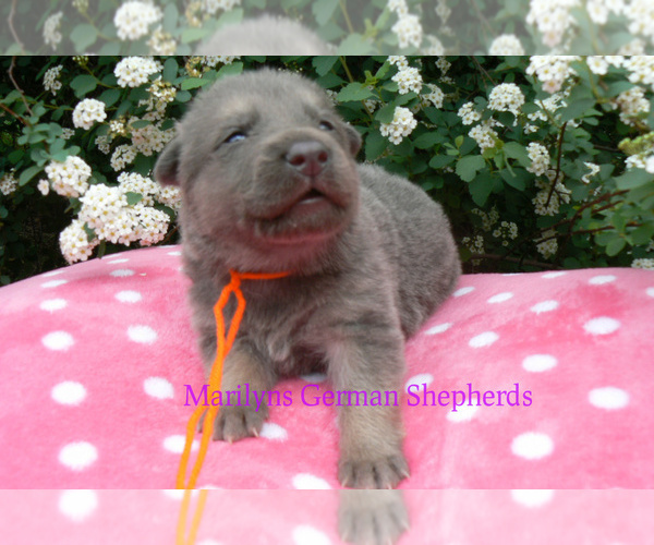 Medium Photo #4 German Shepherd Dog Puppy For Sale in PIEDMONT, MO, USA