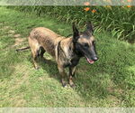 Small #3 Mutt