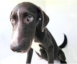 Small Labrador Retriever Mix