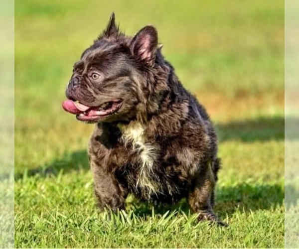 Medium Photo #1 French Bulldog Puppy For Sale in CHARLOTTE, NC, USA
