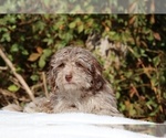 Small #10 ShihPoo