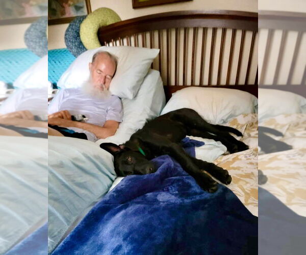 Medium Photo #3 Great Dane-Unknown Mix Puppy For Sale in Bullard, TX, USA