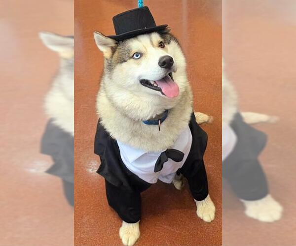 Medium Photo #2 Alaskan Malamute Puppy For Sale in Sacramento, CA, USA