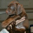 Small Photo #20 Vizsla-Weimaraner Mix Puppy For Sale in MILLBROOK, AL, USA