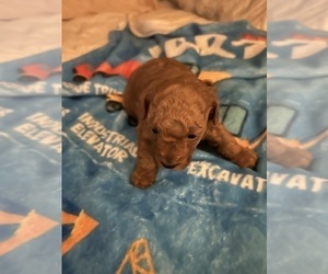 Poodle (Toy) Puppy for sale in DULUTH, GA, USA