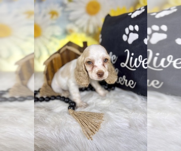 Medium Photo #11 Cocker Spaniel Puppy For Sale in RIPLEY, MS, USA