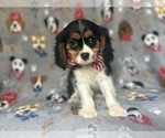 Small #1 Cavalier King Charles Spaniel