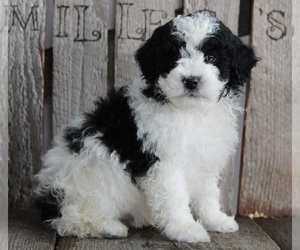Poodle (Miniature) Puppy for sale in FREDERICKSBURG, OH, USA