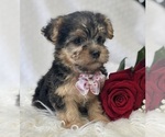 Small Photo #12 Morkie Puppy For Sale in ROCK STREAM, NY, USA