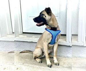 Pug-Unknown Mix Dogs for adoption in Dumont, NJ, USA