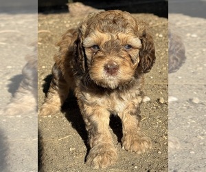 Bernedoodle (Miniature) Puppy for sale in LONGMONT, CO, USA