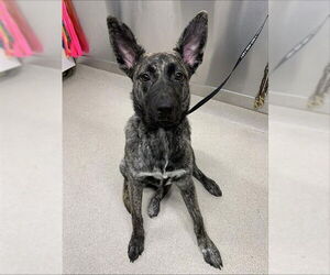 Mutt Dogs for adoption in Fairbanks, AK, USA