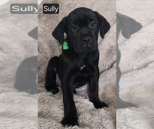 Medium Photo #7 Cane Corso Puppy For Sale in MINERAL WELLS, WV, USA
