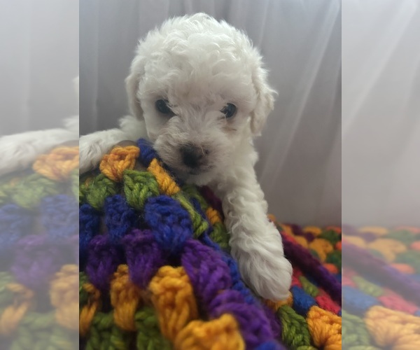Medium Photo #1 Bichon Frise Puppy For Sale in LIVERPOOL, NY, USA