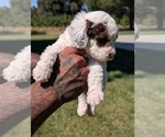 Small #5 Bernedoodle-Cavapoo (Miniature) Mix