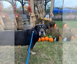 Rottweiler-Unknown Mix Dogs for adoption in Louisville, KY, USA