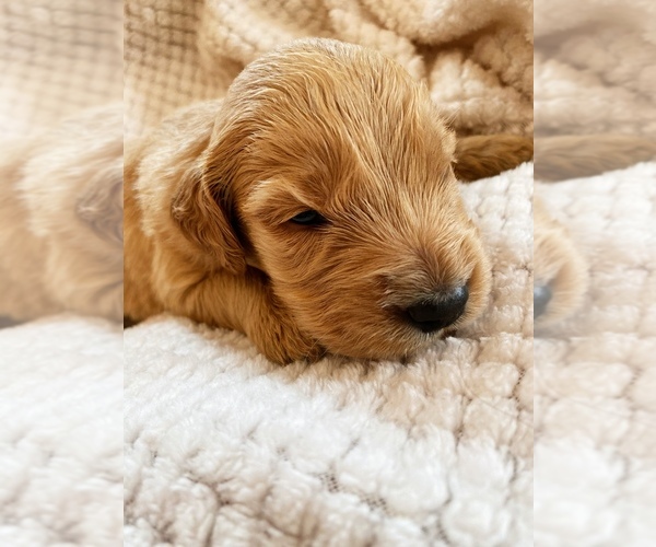 Medium Photo #21 Goldendoodle Puppy For Sale in WOODLAND, AL, USA