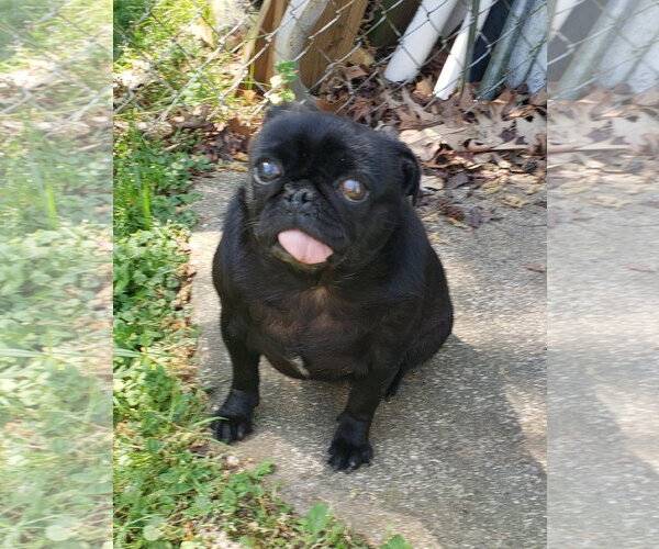 Medium Photo #1 Pug Puppy For Sale in Elizabeth City, NC, USA
