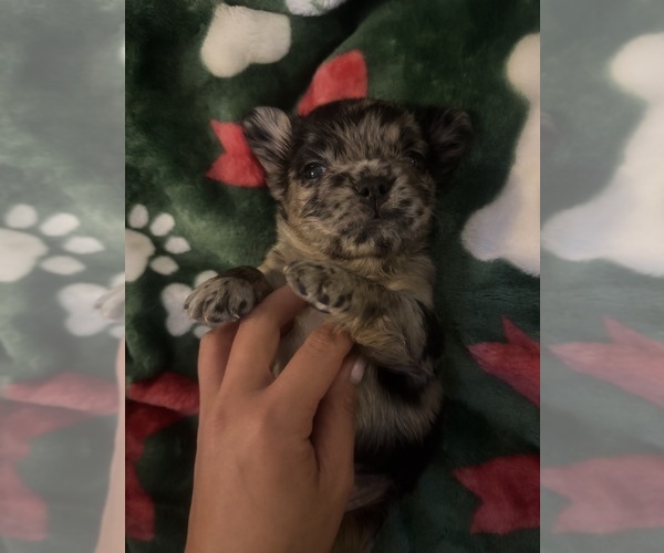 Medium Photo #3 French Bulldog Puppy For Sale in BONNEAU, SC, USA