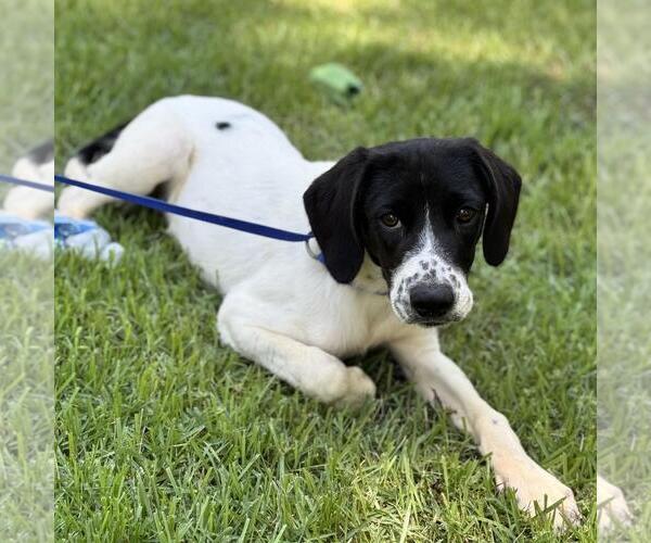 Medium Photo #3 Labrador Retriever-Unknown Mix Puppy For Sale in Yardley, PA, USA