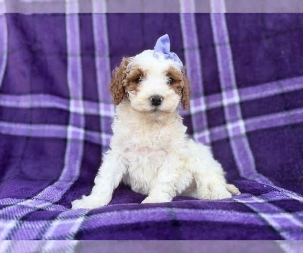 Medium Photo #2 Cavapoo (Miniature) Puppy For Sale in LAKELAND, FL, USA
