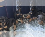 Small #2 Doberman Pinscher