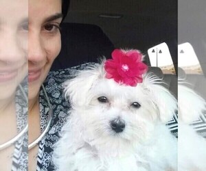 Mother of the Maltese puppies born on 12/08/2024