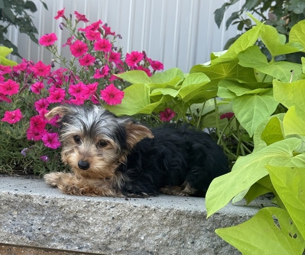 Medium Photo #4 Yorkshire Terrier Puppy For Sale in CANOGA, NY, USA