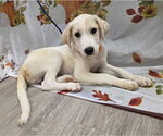 Small Photo #6 Beago Puppy For Sale in Attalka, AL, USA