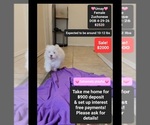 Image preview for Ad Listing. Nickname: Umay