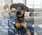 Small Photo #4 Dachshund-Unknown Mix Puppy For Sale in Greenville, SC, USA