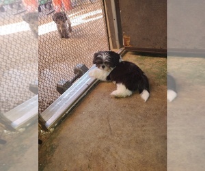 Shih Tzu Puppy for sale in AUBURN, CA, USA