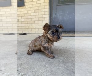 Yorkshire Terrier Puppy for sale in EULESS, TX, USA