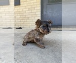 Image preview for Ad Listing. Nickname: Teddy