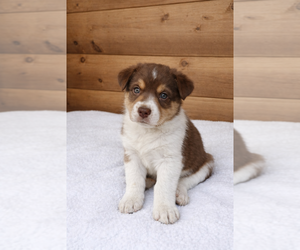 Medium Australian Shepherd