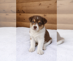 Puppy Huck Australian Shepherd